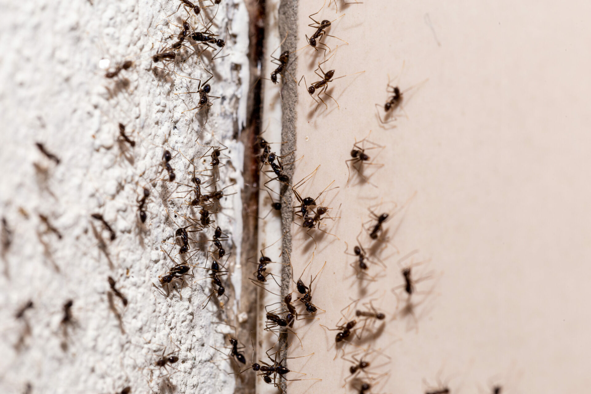 ants on the wall, coming out through crack in the wall, sweet an